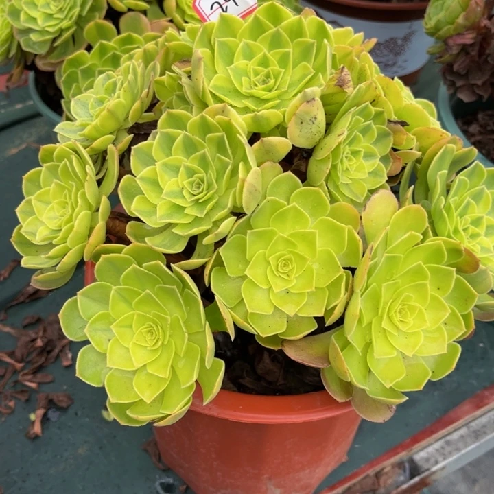 孤***人246雨荷多肉植物法师
