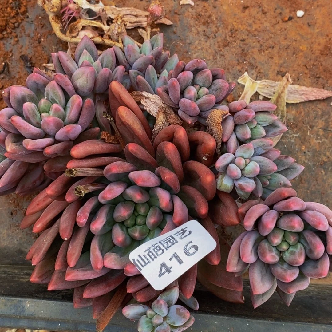 熊***白416多肉植物保护研究所