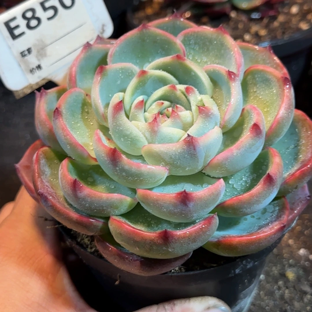 玫瑰惊鸿一物一拍包装收缩花旱850