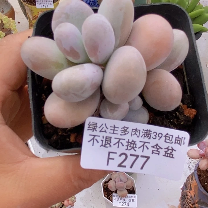 芭比奶洛6cm277多肉植物
