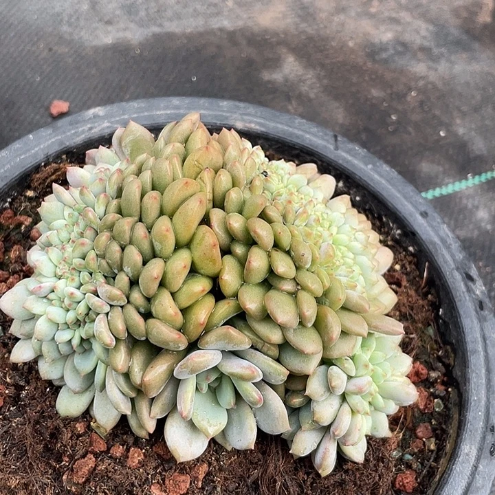 凌雪缀化多肉植物