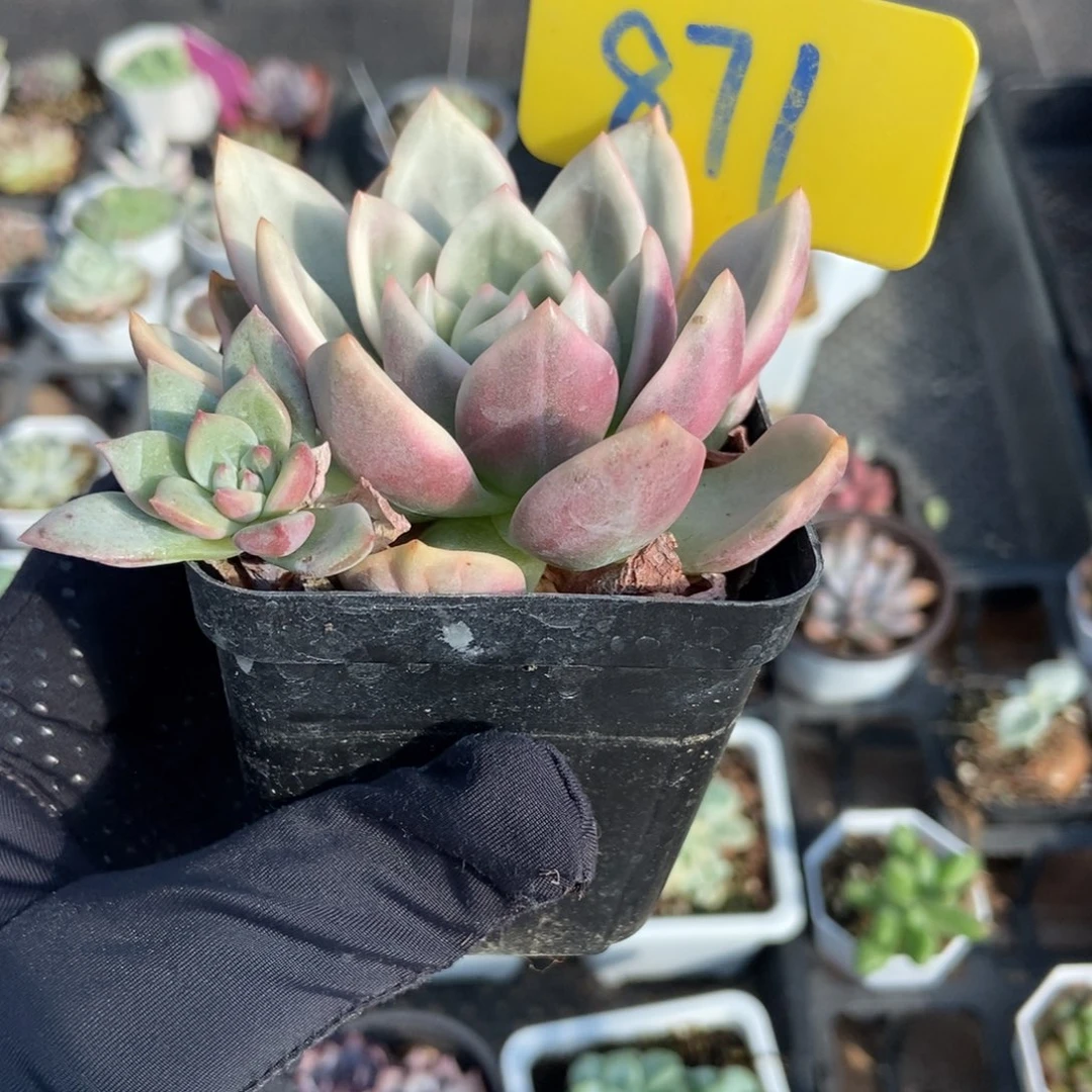 871香槟锦多肉植物