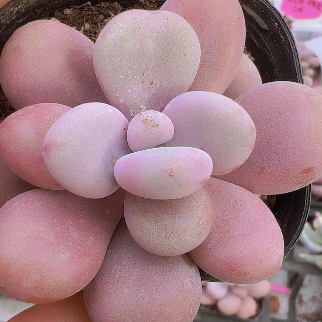 单头胖桃蛋19包邮多肉