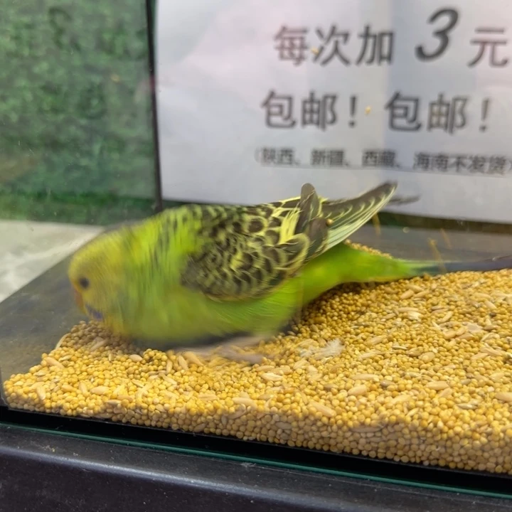 虎皮鹦鹉大头虎皮鹦鹉