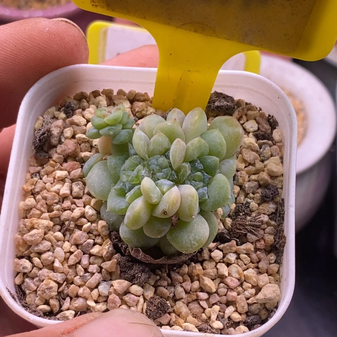 695糖心朵朵变异心