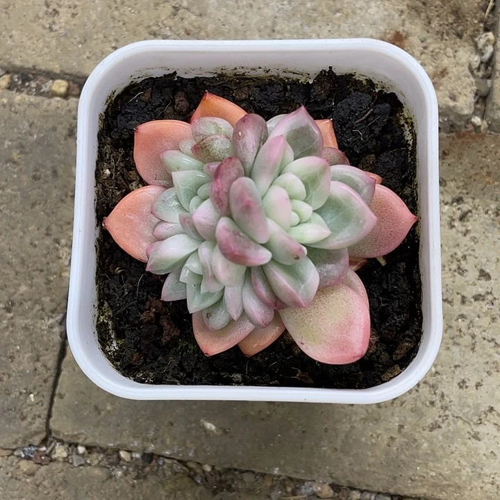 冰月亮锦一物一拍锦龙