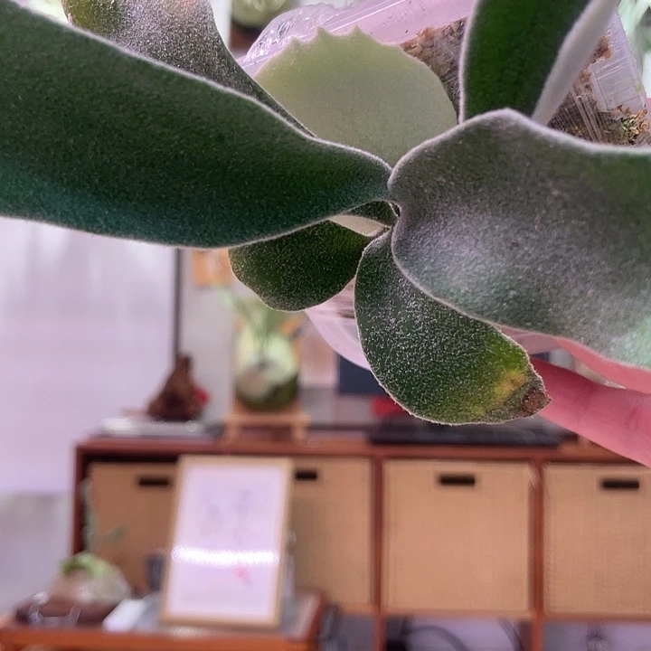 无花朵鹿王孢子苗ohh