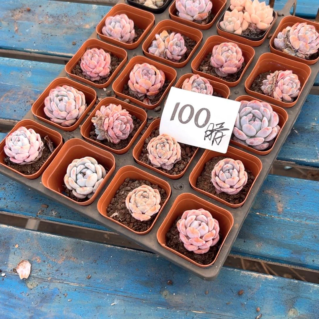 晴100，不吵不闹呢呢