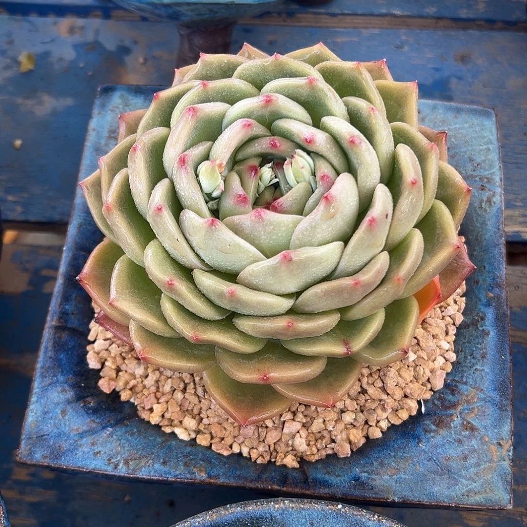 梦露香槟多肉植物