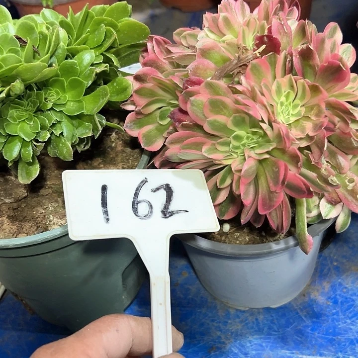 多肉植物组合2个