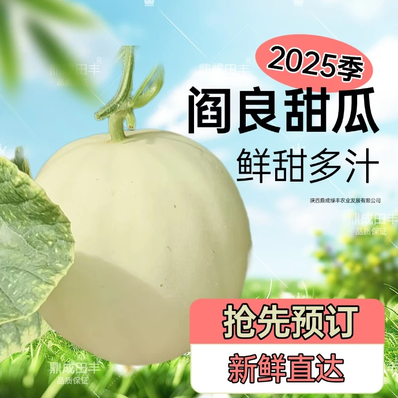 鼎成田丰新季阎良白皮甜瓜糯香面甜现采现发