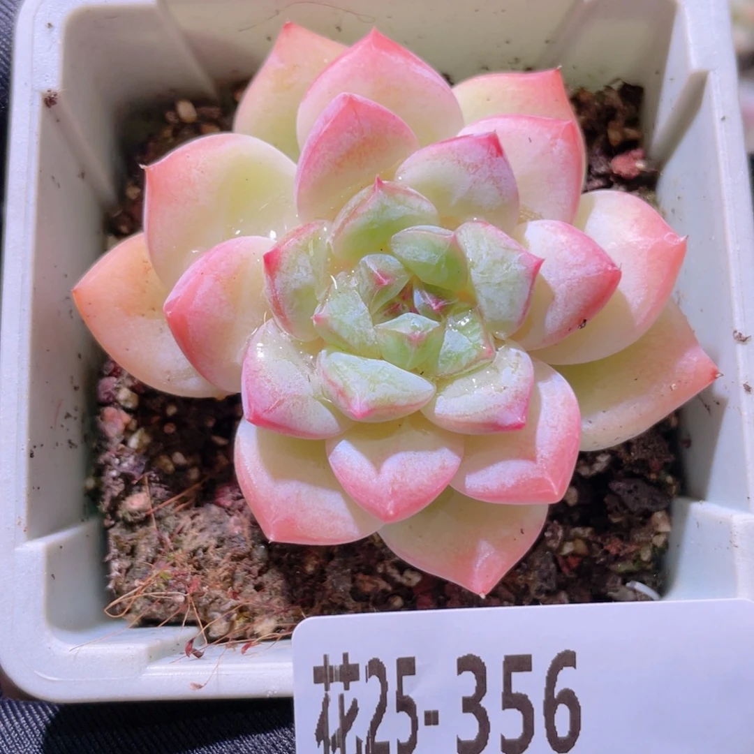 花利美25-356新品