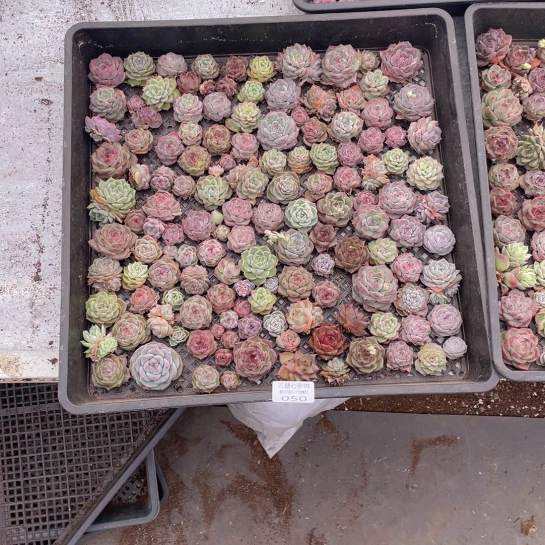 R*2云糖心多肉植物50