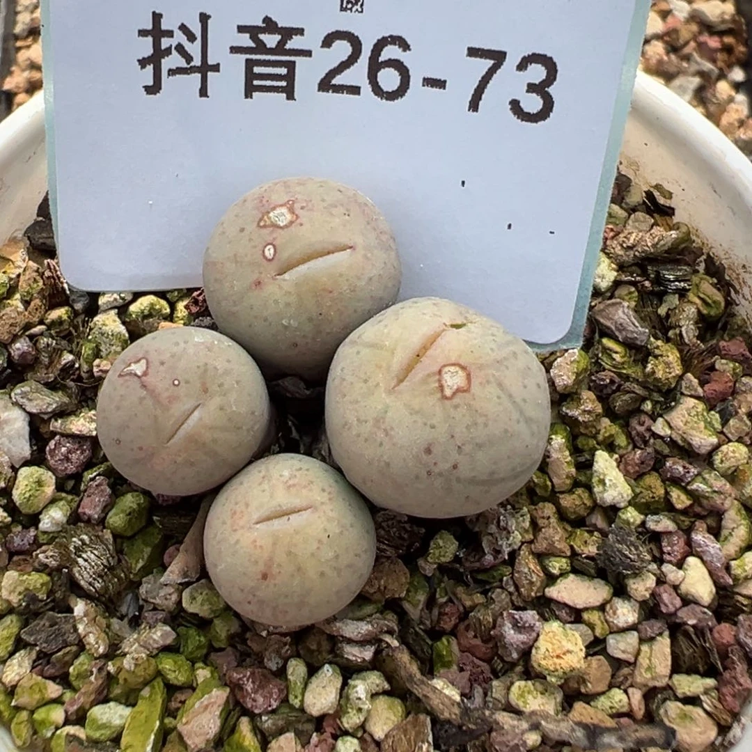 26-73肉锥多肉植物，