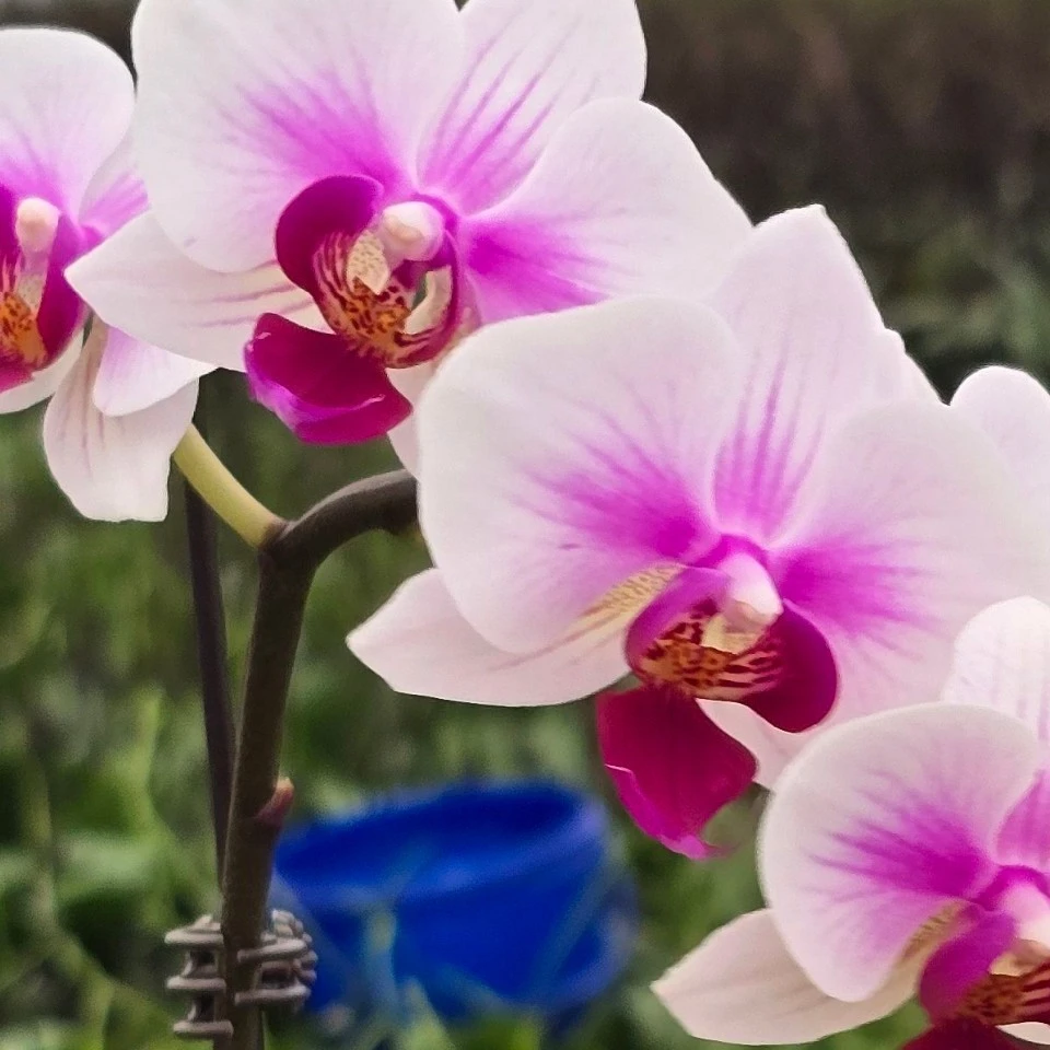 蝴蝶兰春之舞小花鲜切花，冻坏热坏均不售后