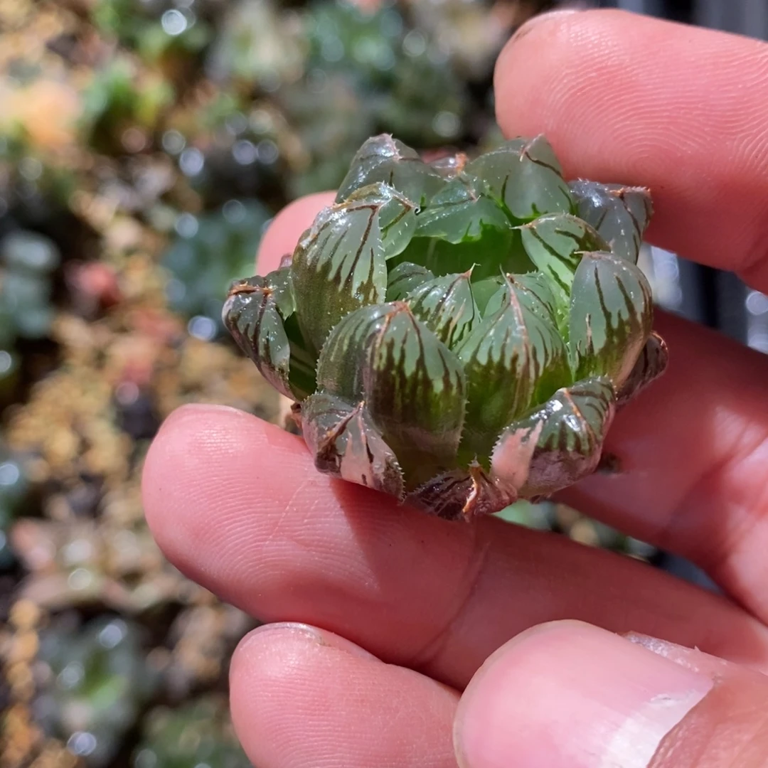 大***树1748 一颗福利。