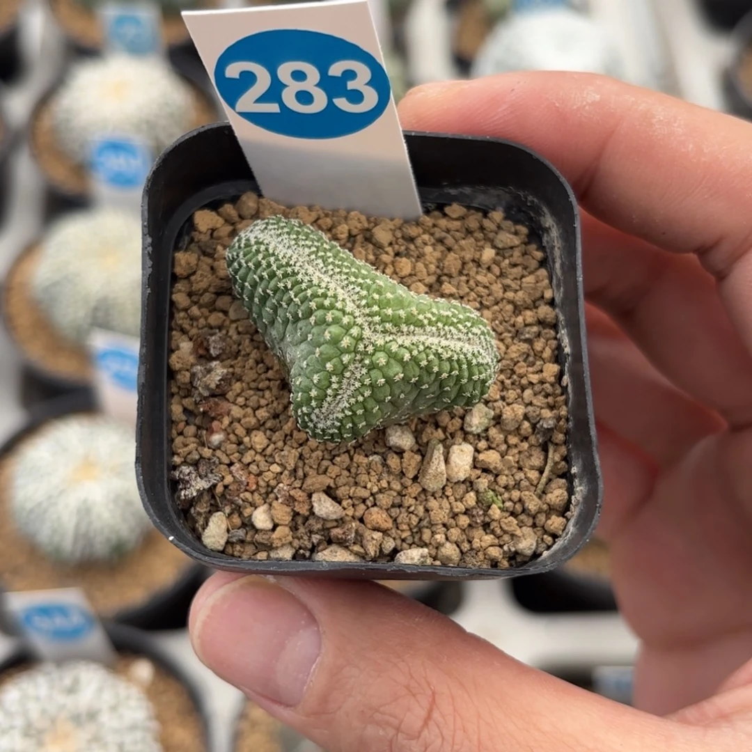 283实生菊水缀化带盆带土发货