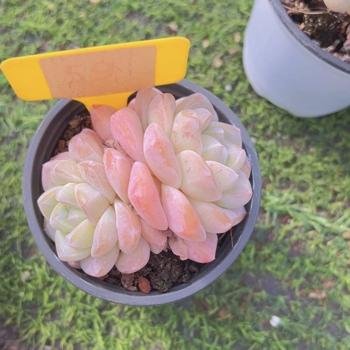 健健康康平平安安