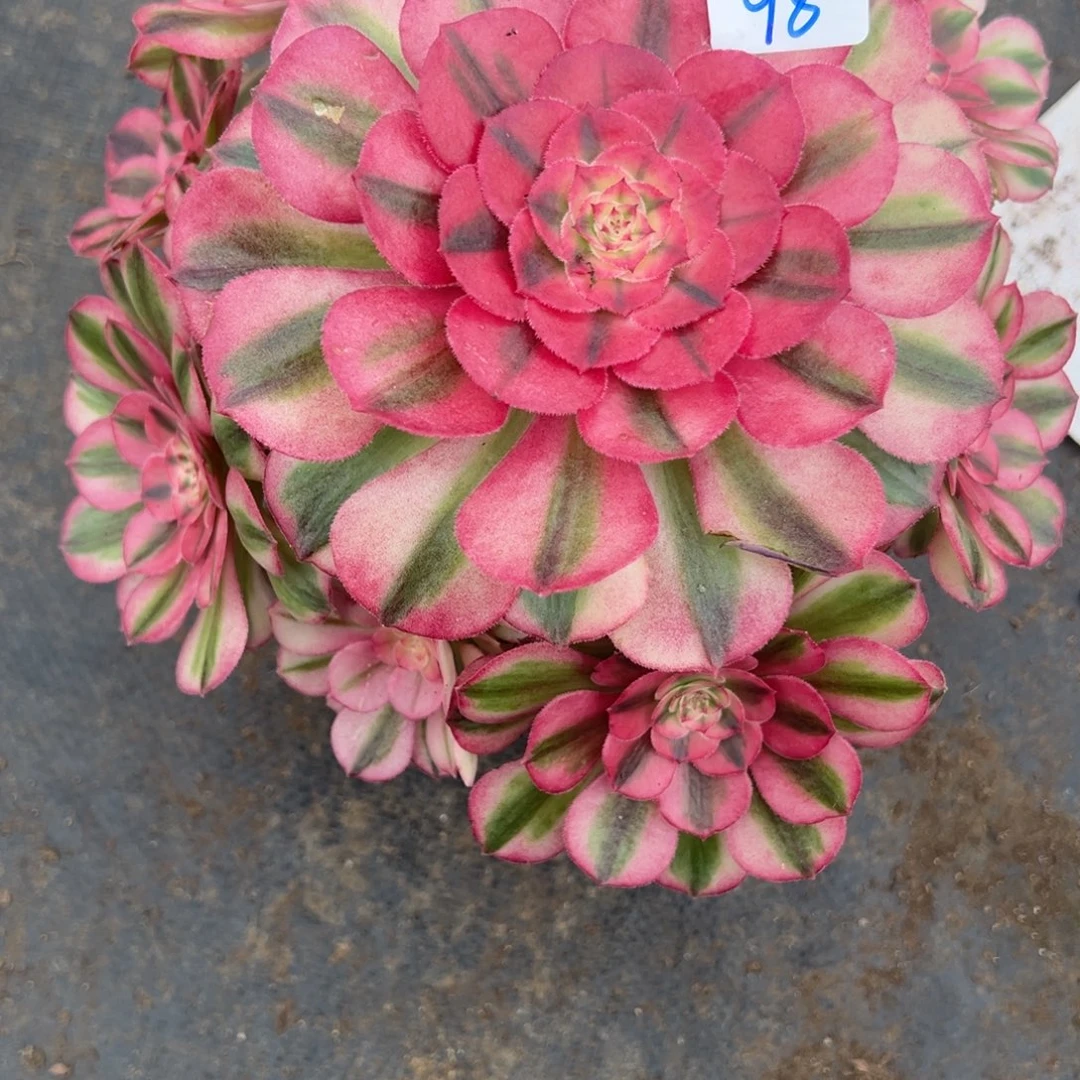 98倾城多肉植物吸嘴