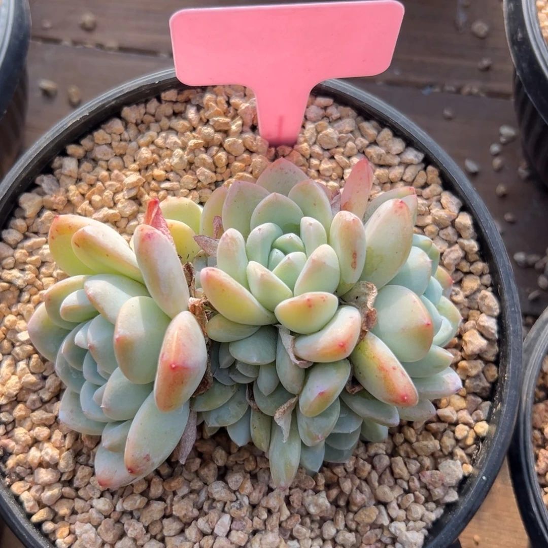 冰玉11111111个11点多才睡