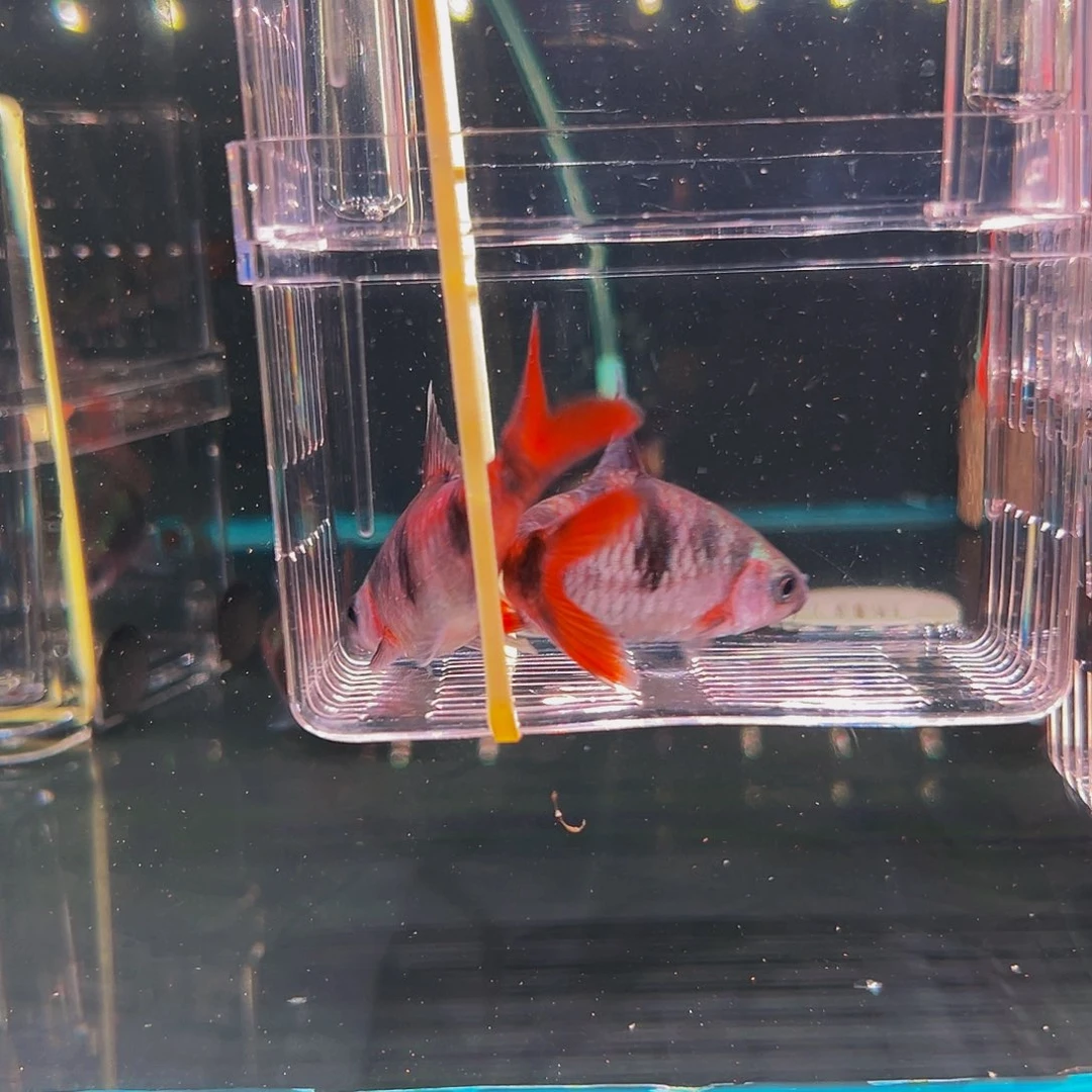 工具鱼红尾鱼鱼鱼鱼鱼21