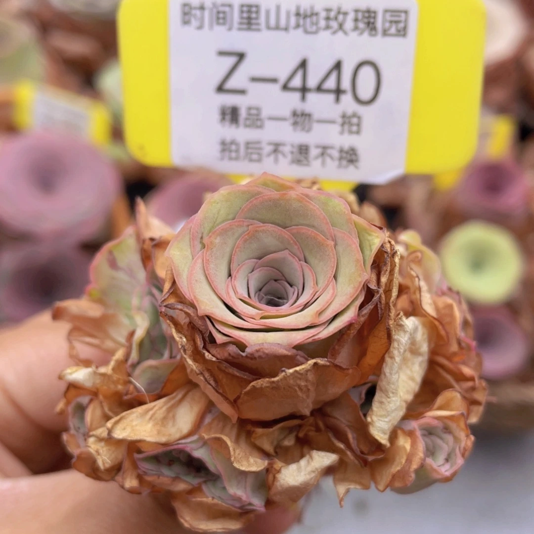 山地玫瑰Z440断枝不包损不售后