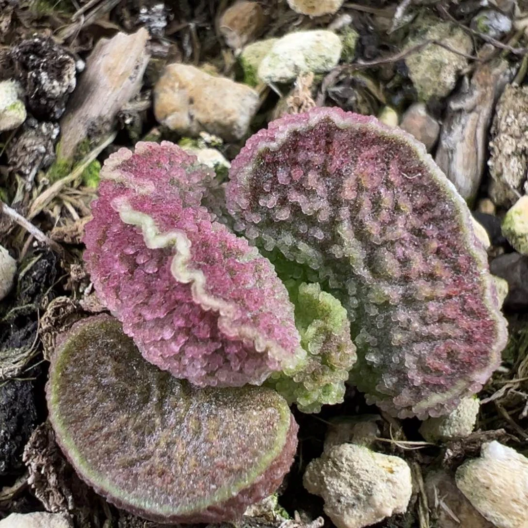 扁叶型贝壳造型冰晶颗粒款实生新品