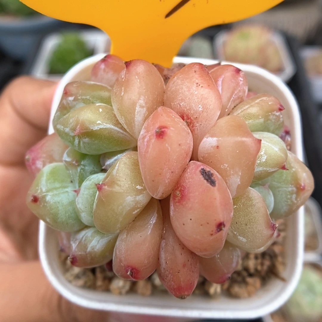 泡芙双头可拍329号。