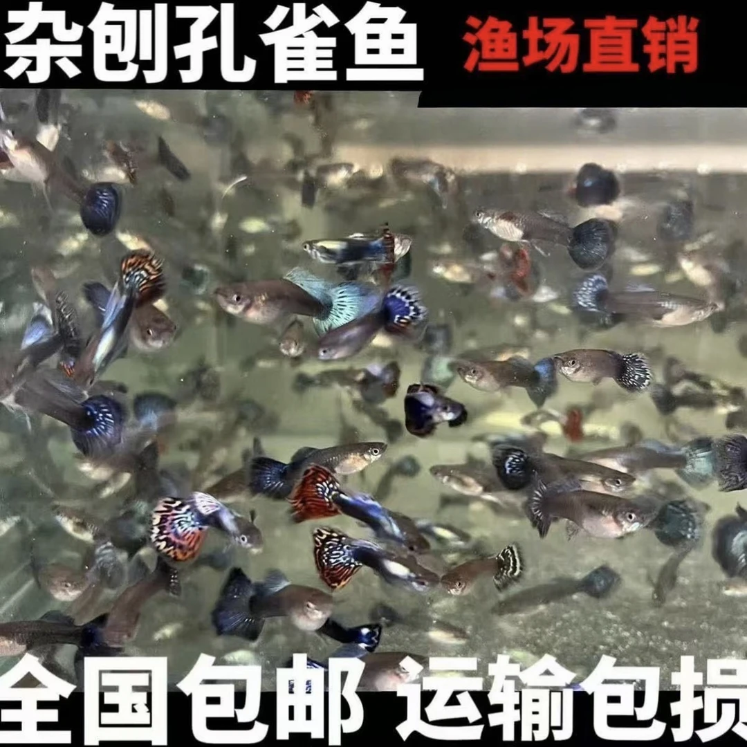 【30条】杂袍孔雀鱼尺寸小随机公母混搭新手练手鱼介意勿拍