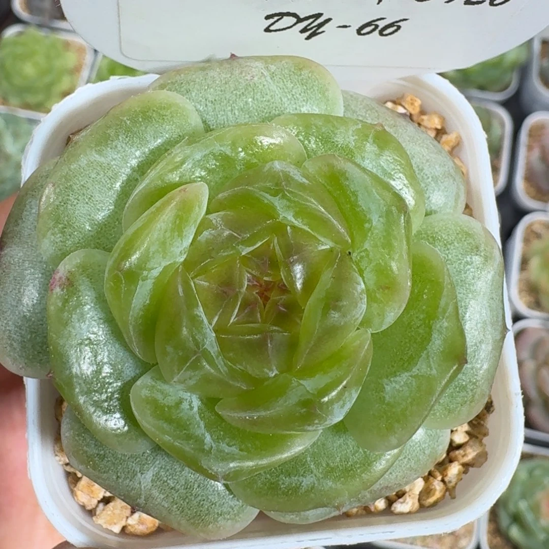 0926-066-四叶草单头