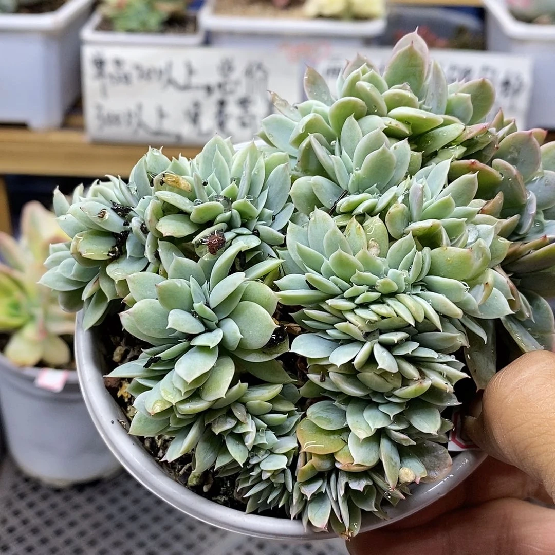 1083 小白龙覆轮锦缀