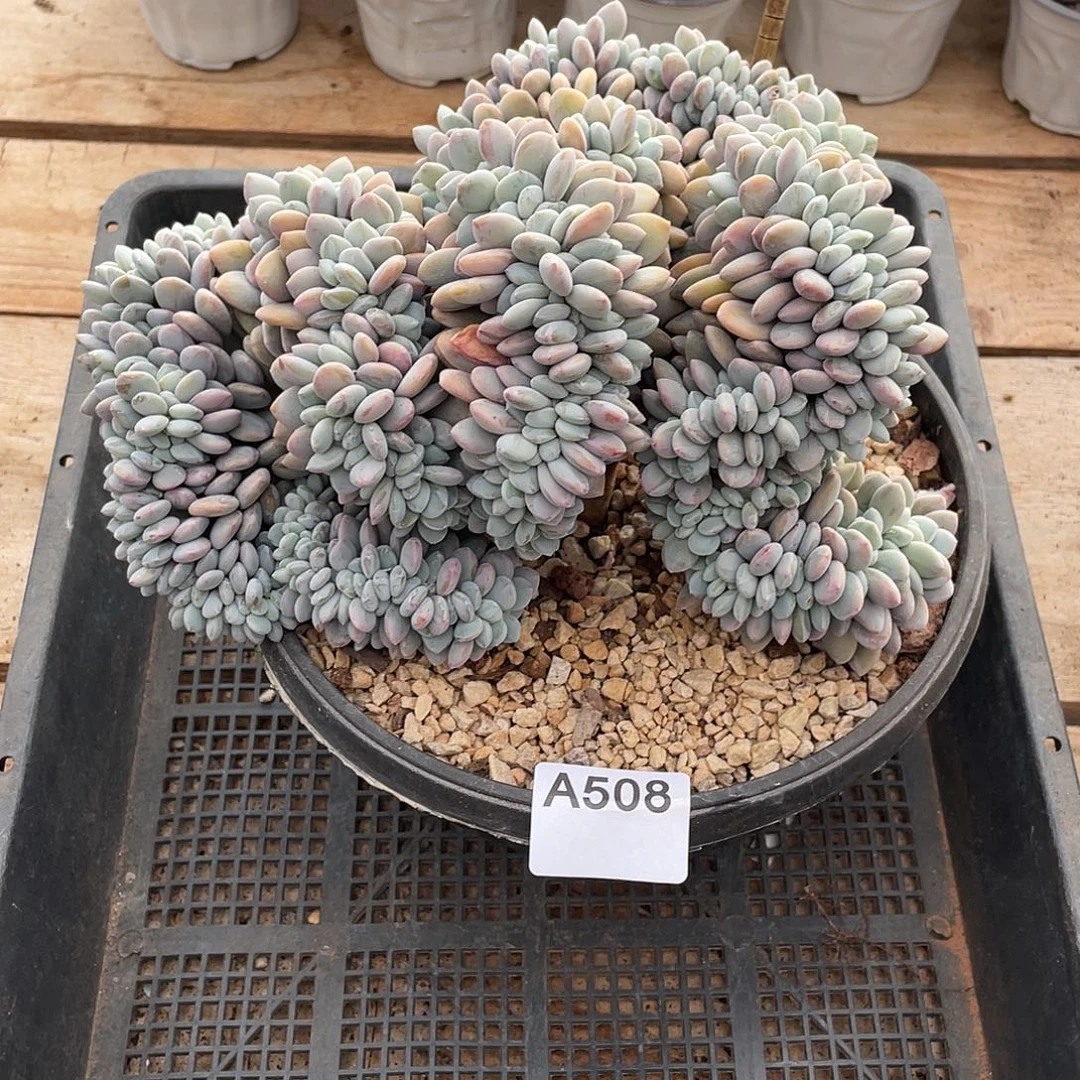 508多肉植物多肉植物