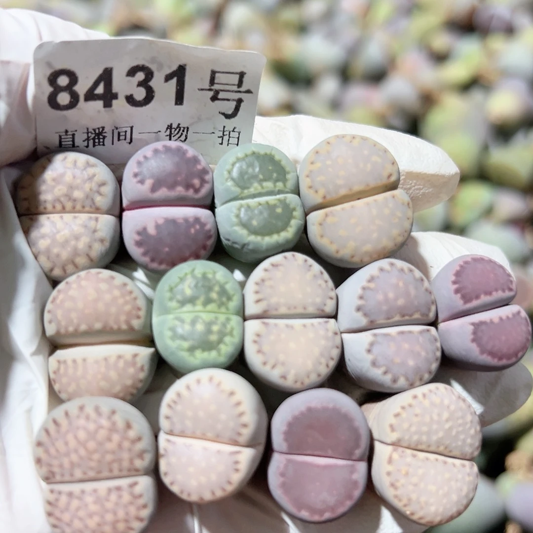 8431四年彩饼干13个1.5cm左右有点干特价