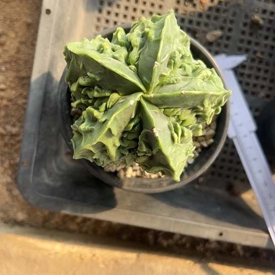 T****t实生鸾56777889