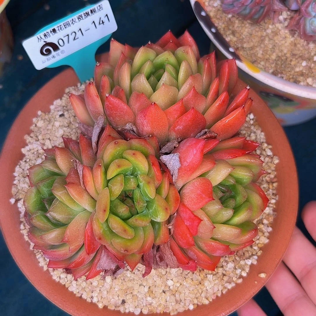 多肉一物一拍0721-141