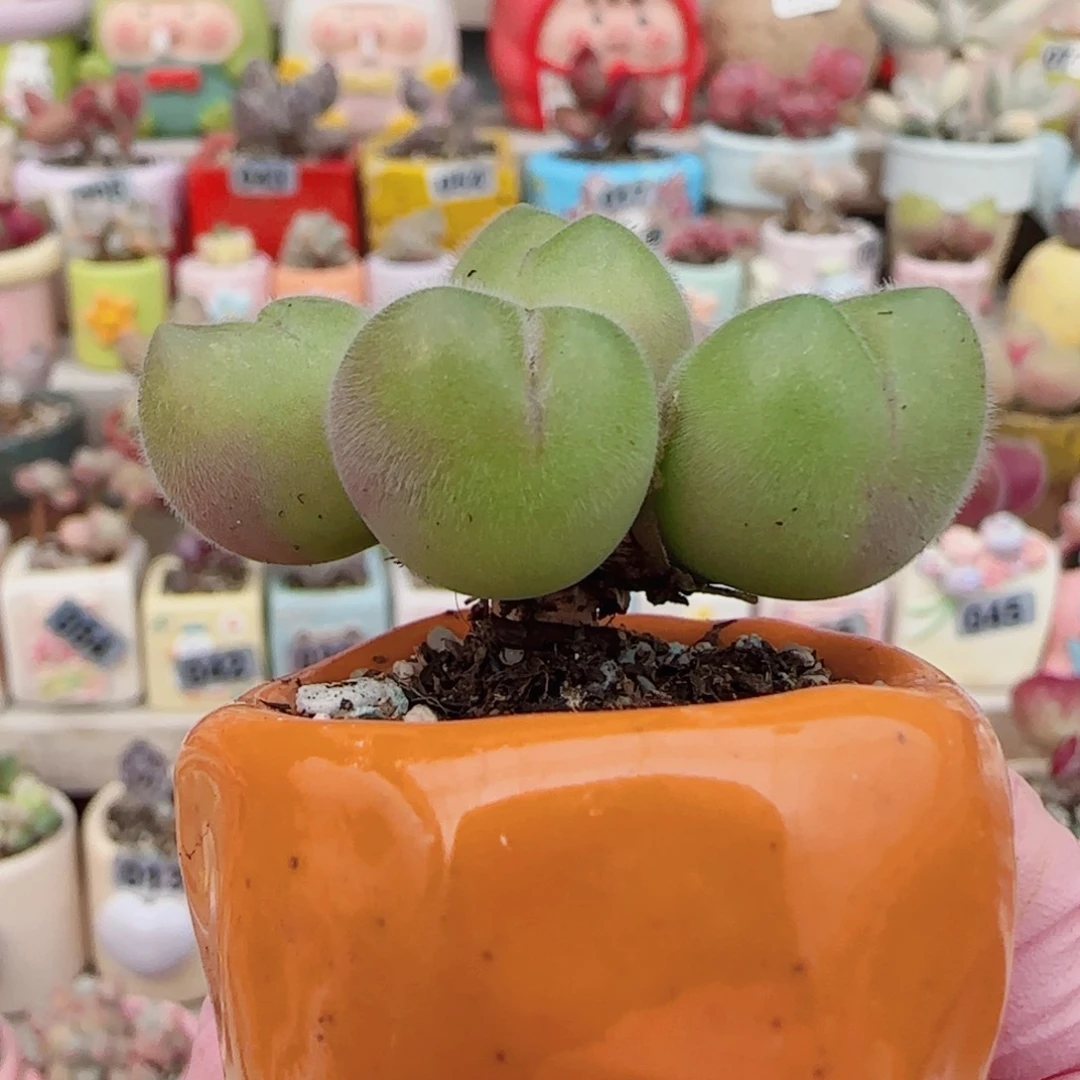 造型毛翠 盆口3cm