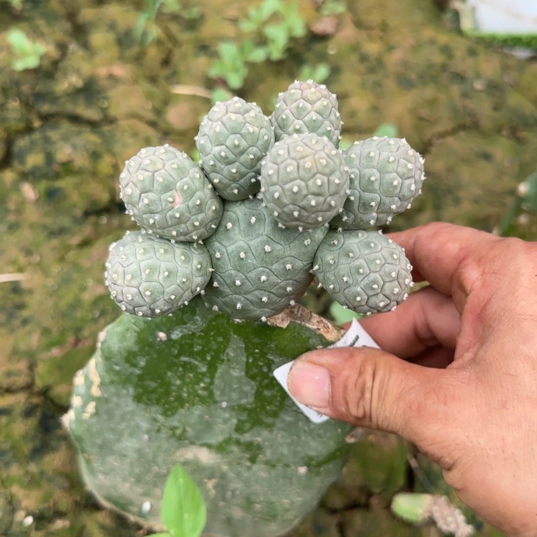 【闪购商品】无花朵10头绿波纹305