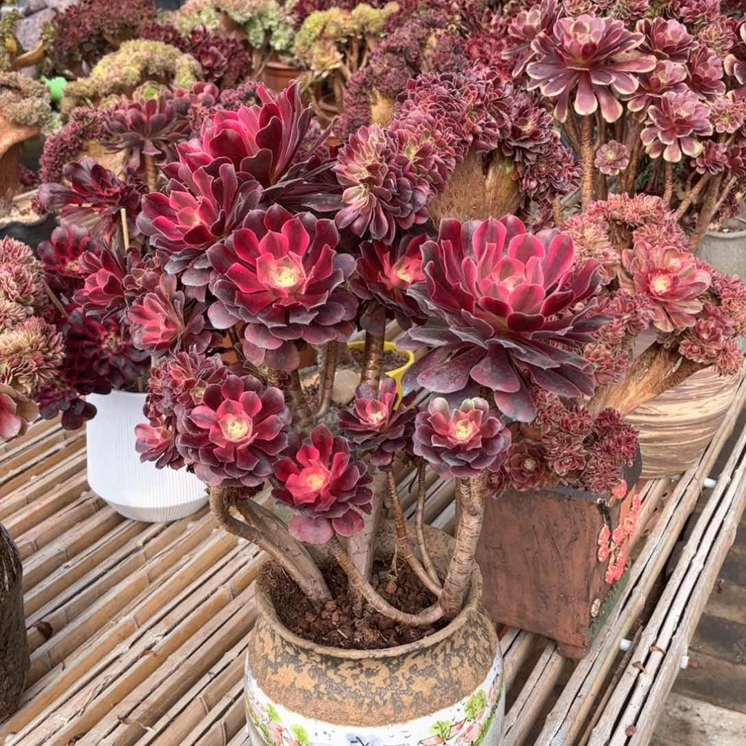 美杜莎妖桩精品福利