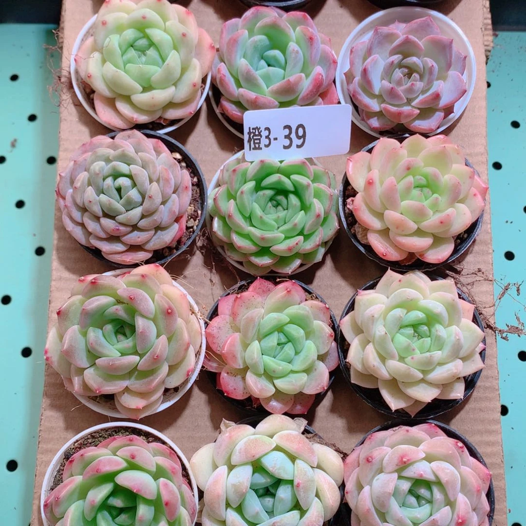 3-39一物一拍带盆18颗