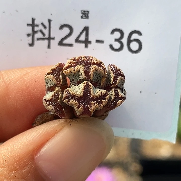 24-36超碟多肉植物