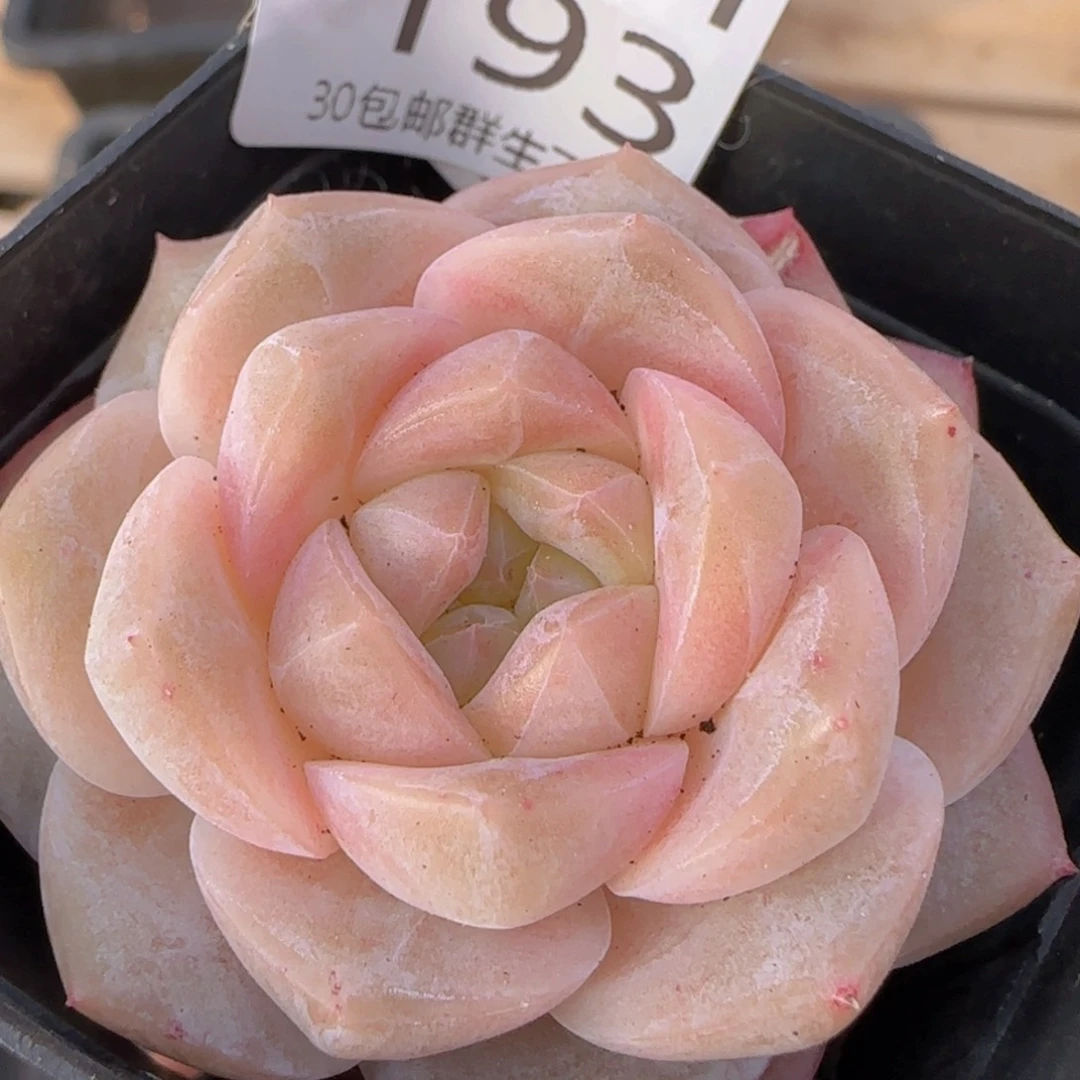 韩版厚叶纯爱单头一颗脱土