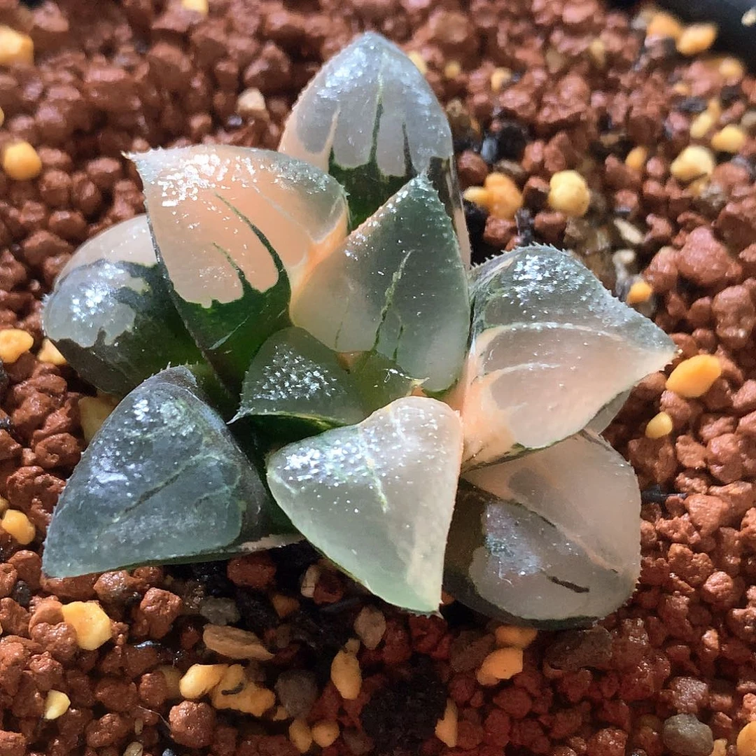 实生克锦 尺寸4.4cm