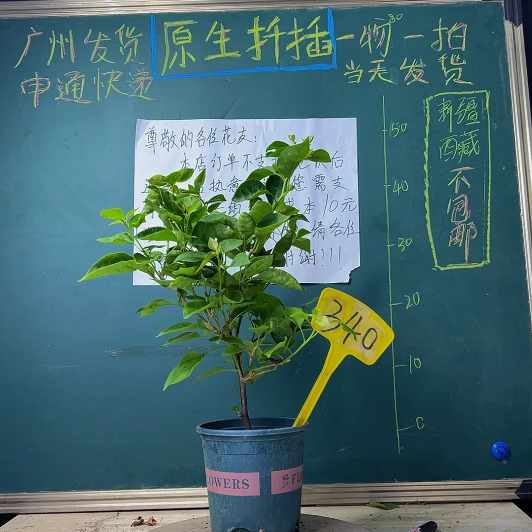 当前无花栽培后可以开花甜西瓜 340