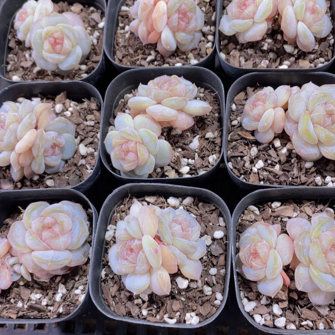 量拍65号 糖心白兰地双头一个