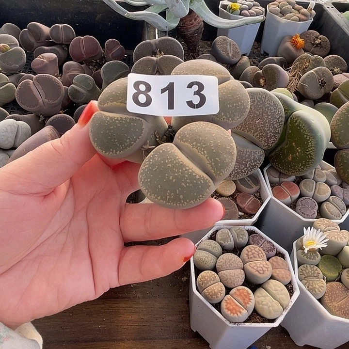 Y****首生石花一棵813.