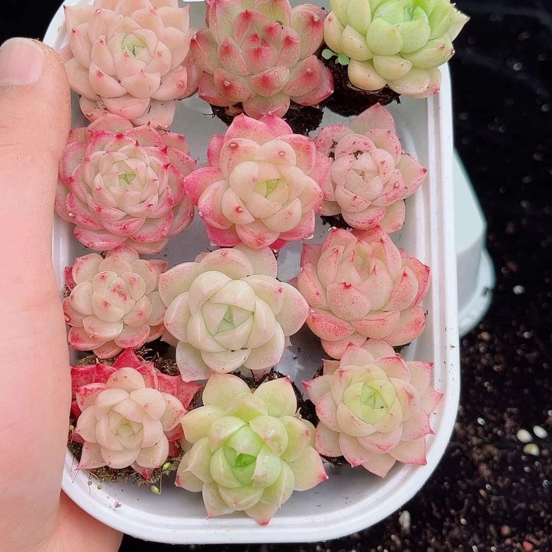 1-55 新疆西藏内蒙不发 12.8包邮