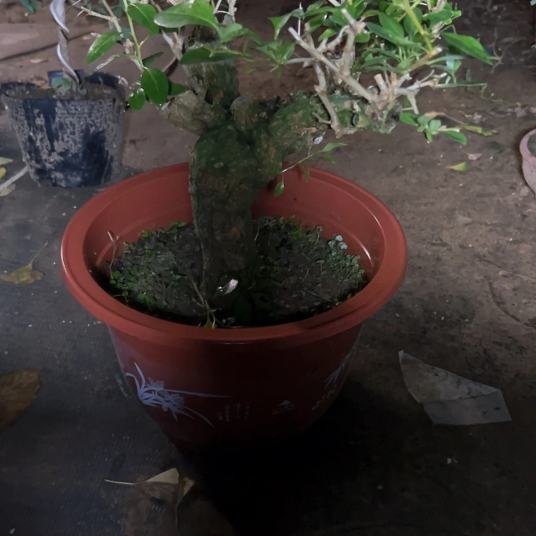 雨***燕无花朵红枸杞带盆