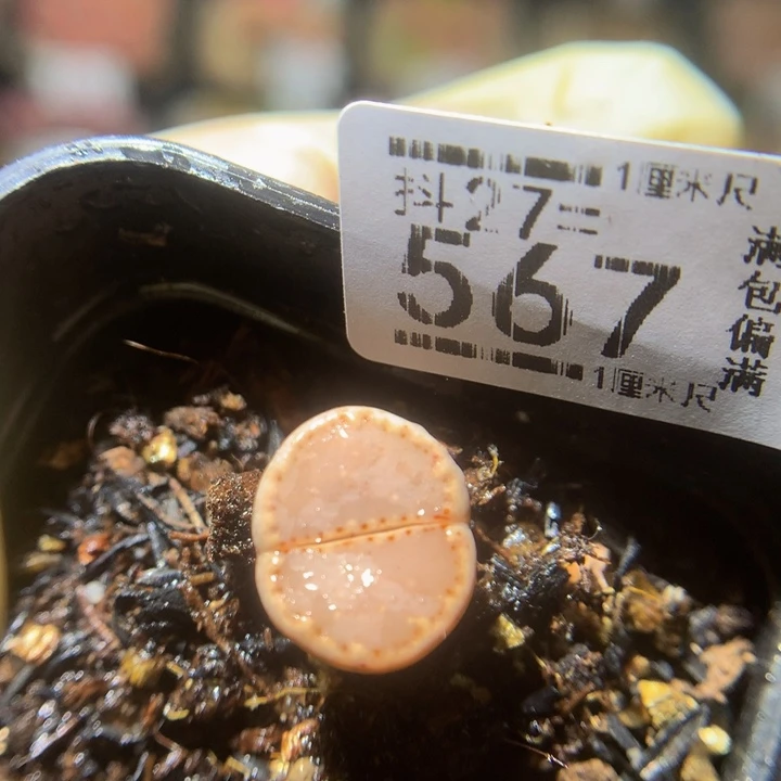 娇****莹精品生石花27.567