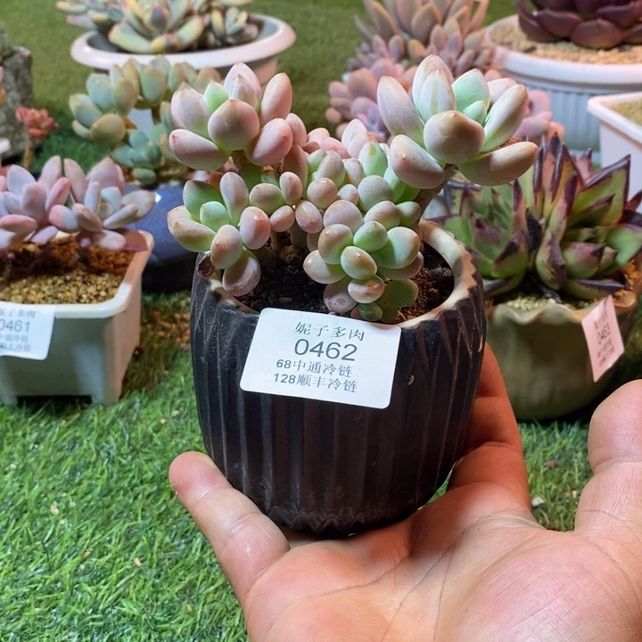 0462啊啊啊啊啊啊啊啊啊