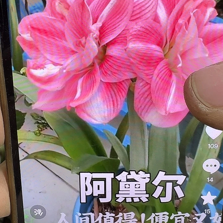 阿戴尔9厘米开花球